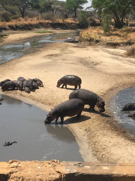 Hippos In Katavi National Park